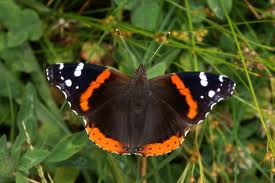 red Admiral